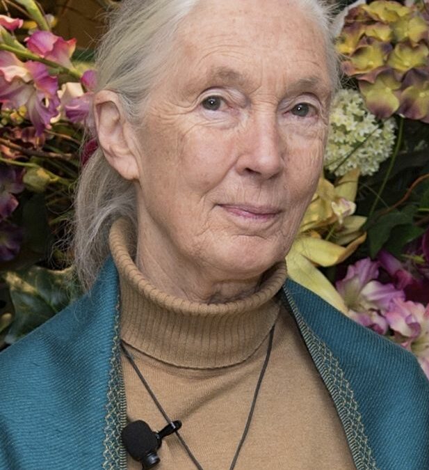 Jane Goodall, A Trailblazer in Primatology